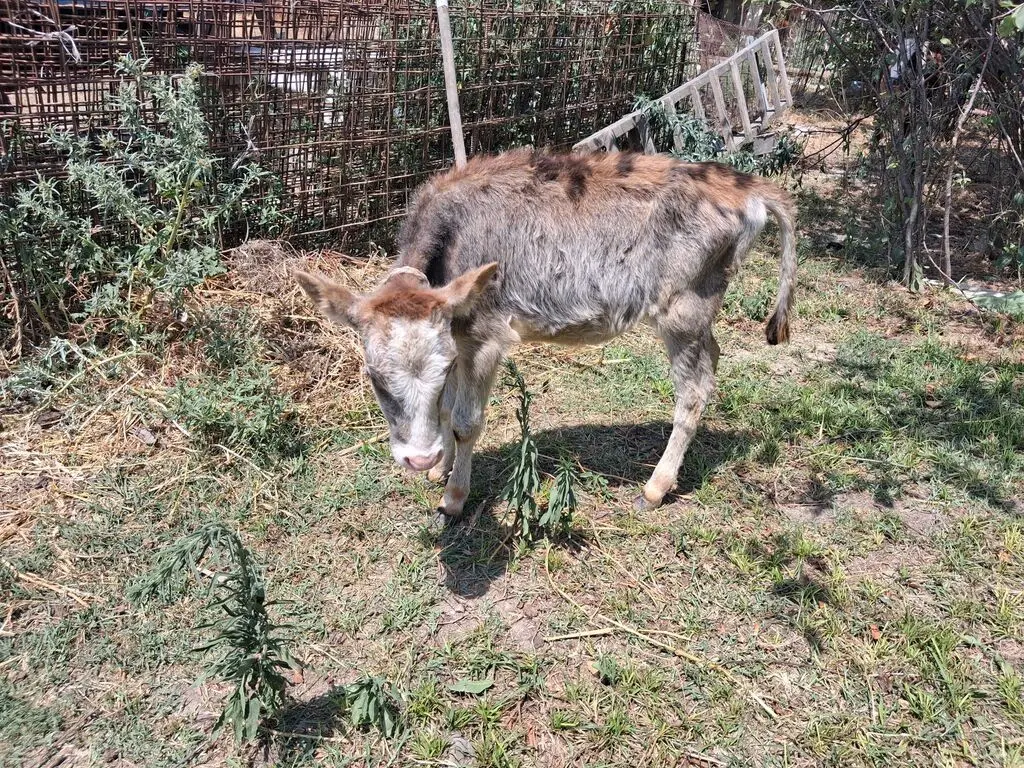 Buzov — Heyvanlar, Quşlar, Balıqlar, Bakı