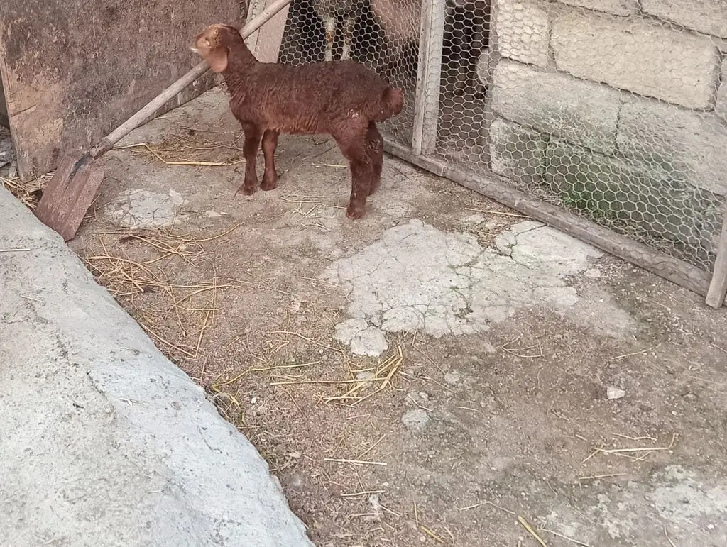 Quzu — Heyvanlar, Quşlar, Balıqlar, Xırdalan
