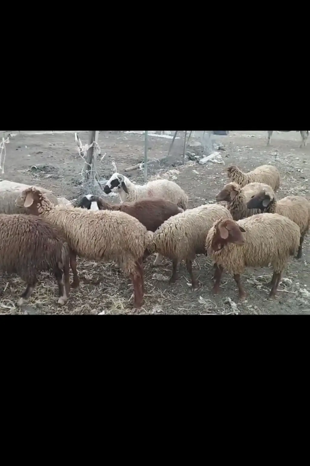 Quzular — Heyvanlar, Quşlar, Balıqlar, Şabran