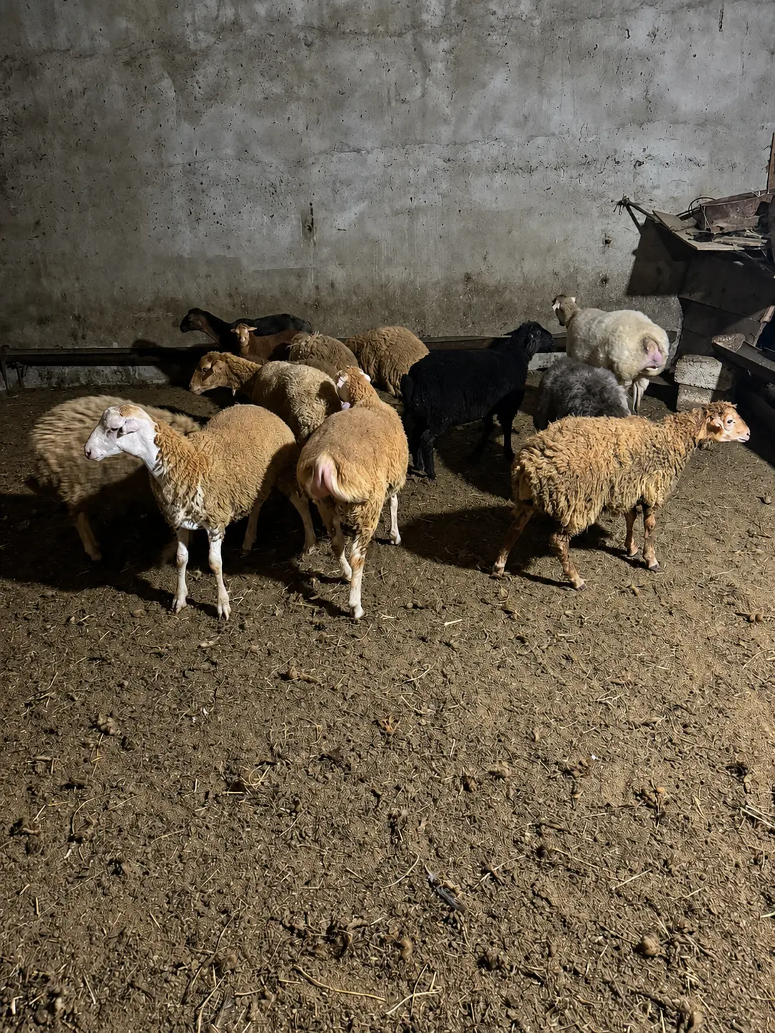 Quzular — Heyvanlar, Quşlar, Balıqlar, Sumqayıt