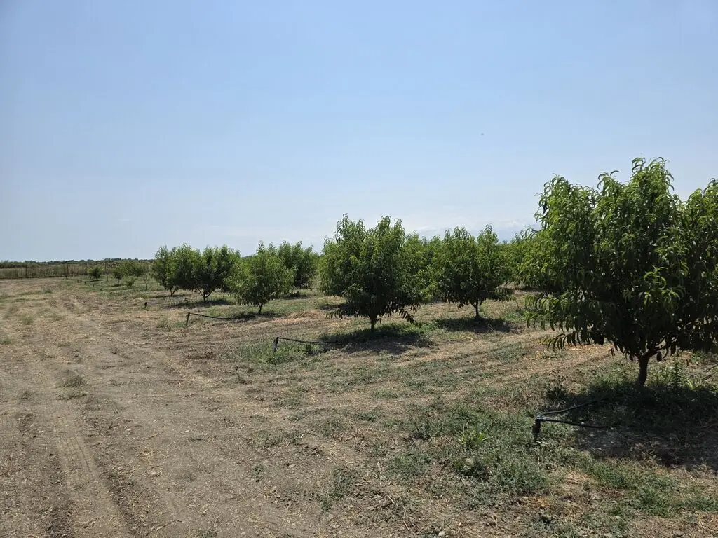 Meyvə bağı — Kənd Təsərrüfatı Əmlakı, Xaçmaz