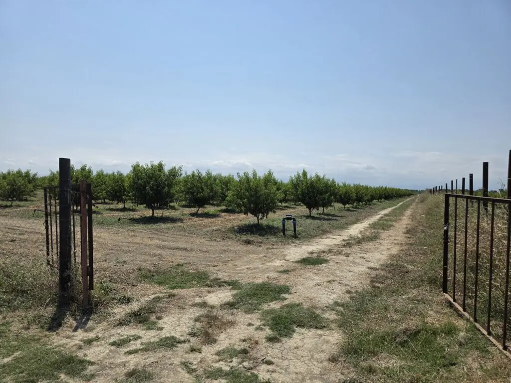 Meyvə bağı — Kənd Təsərrüfatı Əmlakı, Xaçmaz
