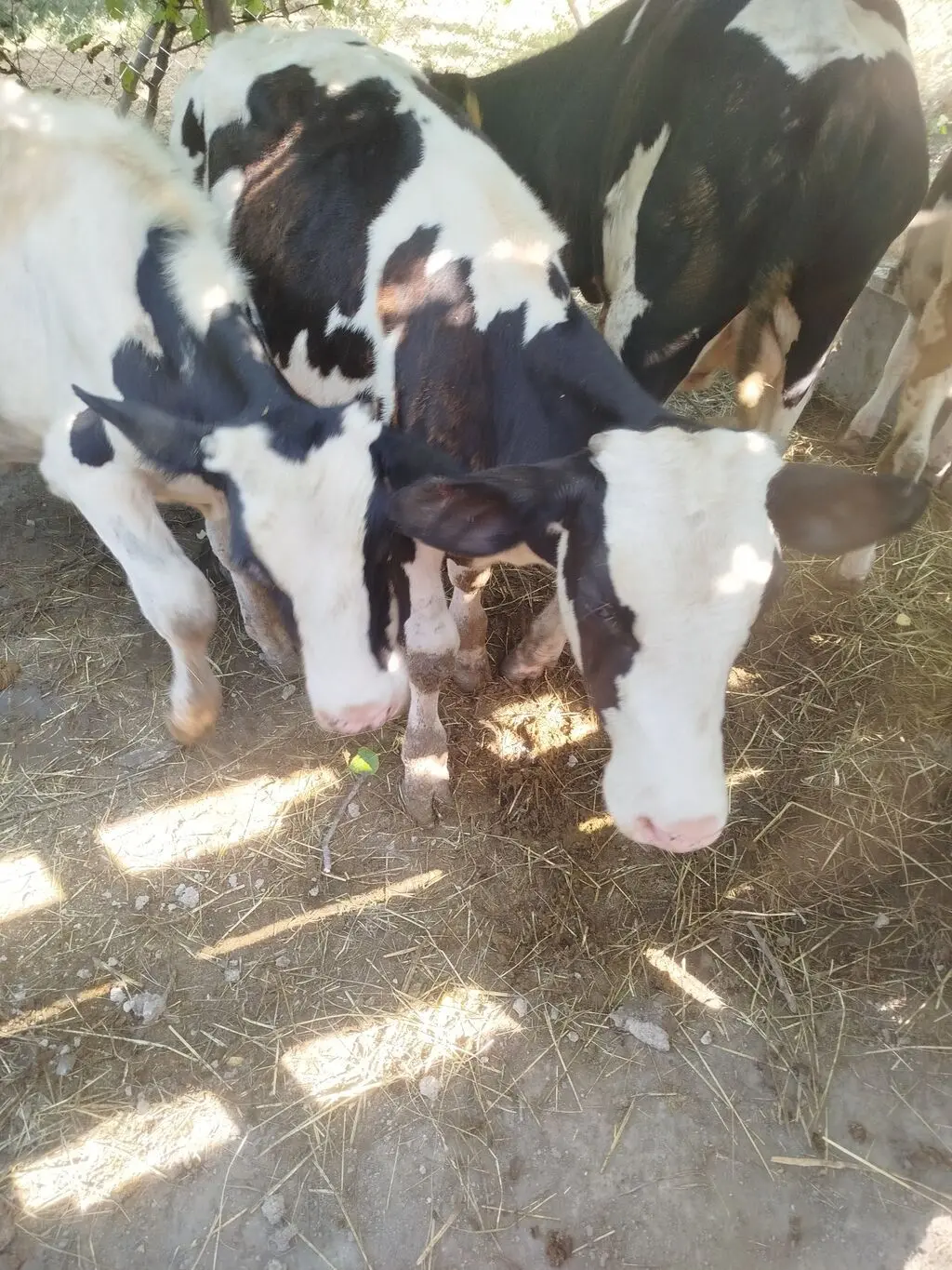 Dana — Heyvanlar, Quşlar, Balıqlar, Qobustan