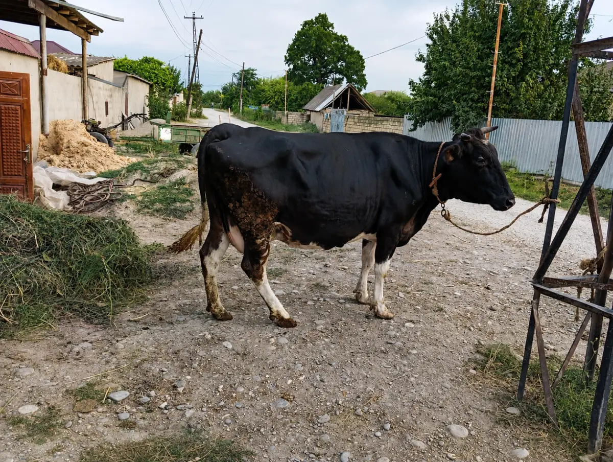 İnək — Heyvanlar, Quşlar, Balıqlar, Xaçmaz