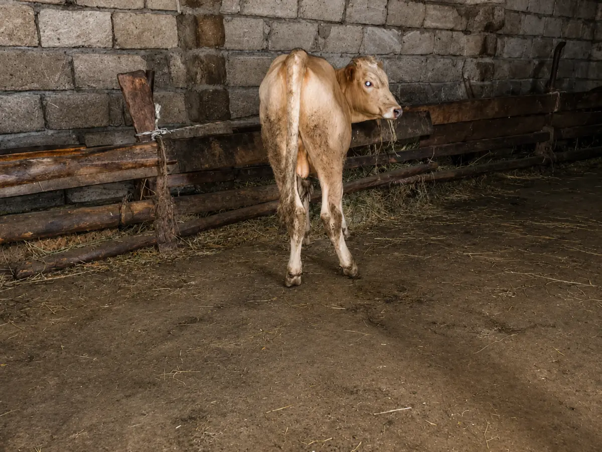 Dana — Heyvanlar, Quşlar, Balıqlar, Bakı