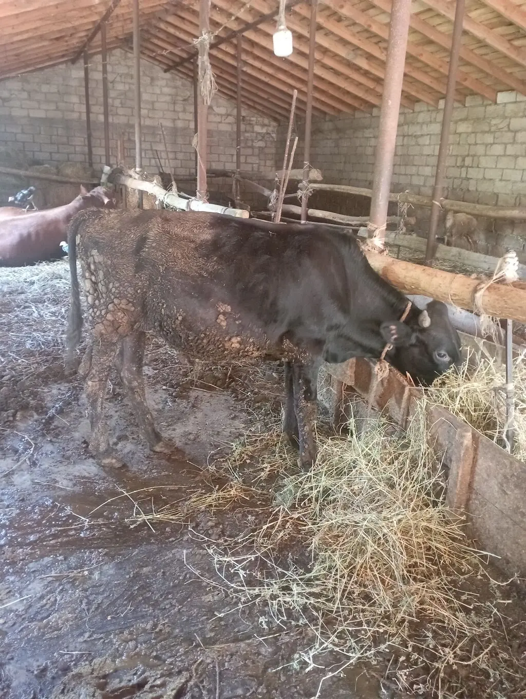 Dana — Heyvanlar, Quşlar, Balıqlar, Bakı