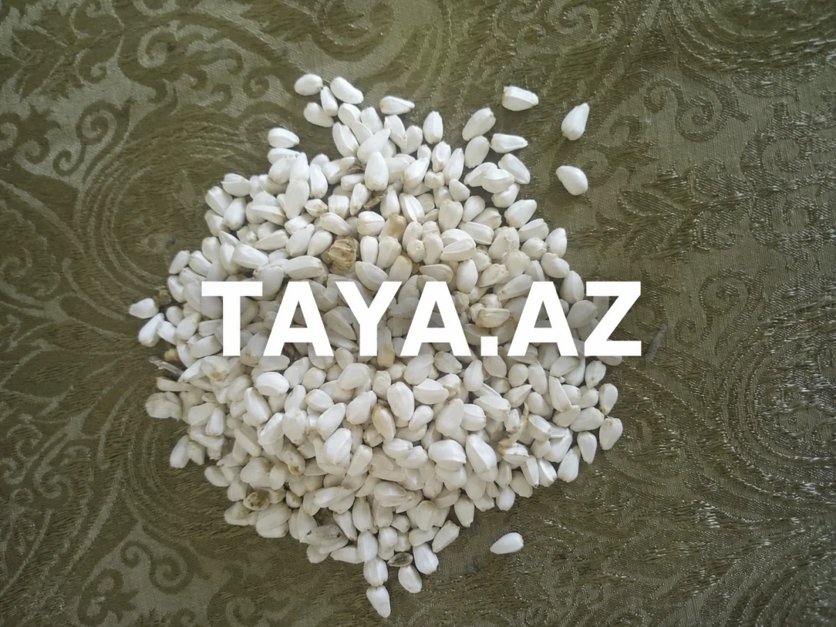 Zəfəran — Dənlilər, Otlar Yemlər,  Bitkilər, Bakı