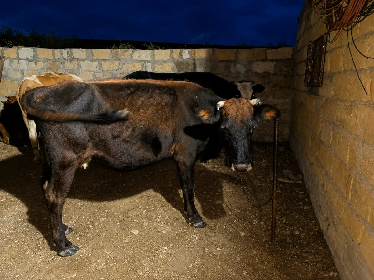 Danalar — Heyvanlar, Quşlar, Balıqlar, Xızı