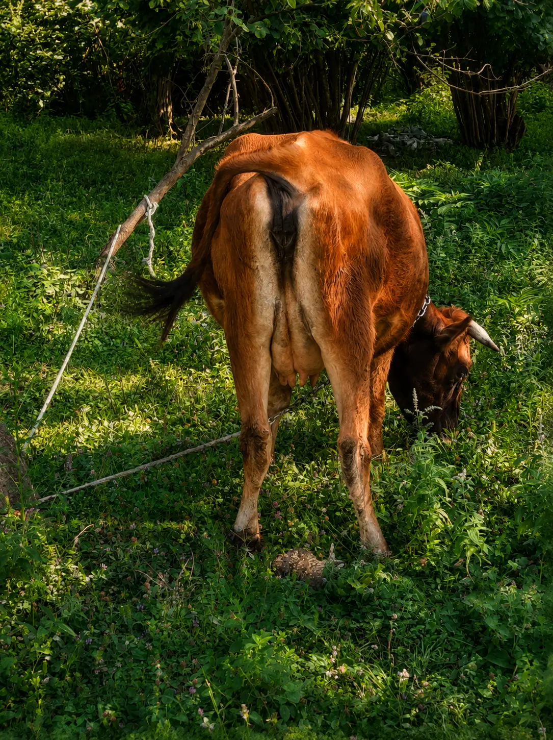 Balalı inək — Heyvanlar, Quşlar, Balıqlar, Qəbələ