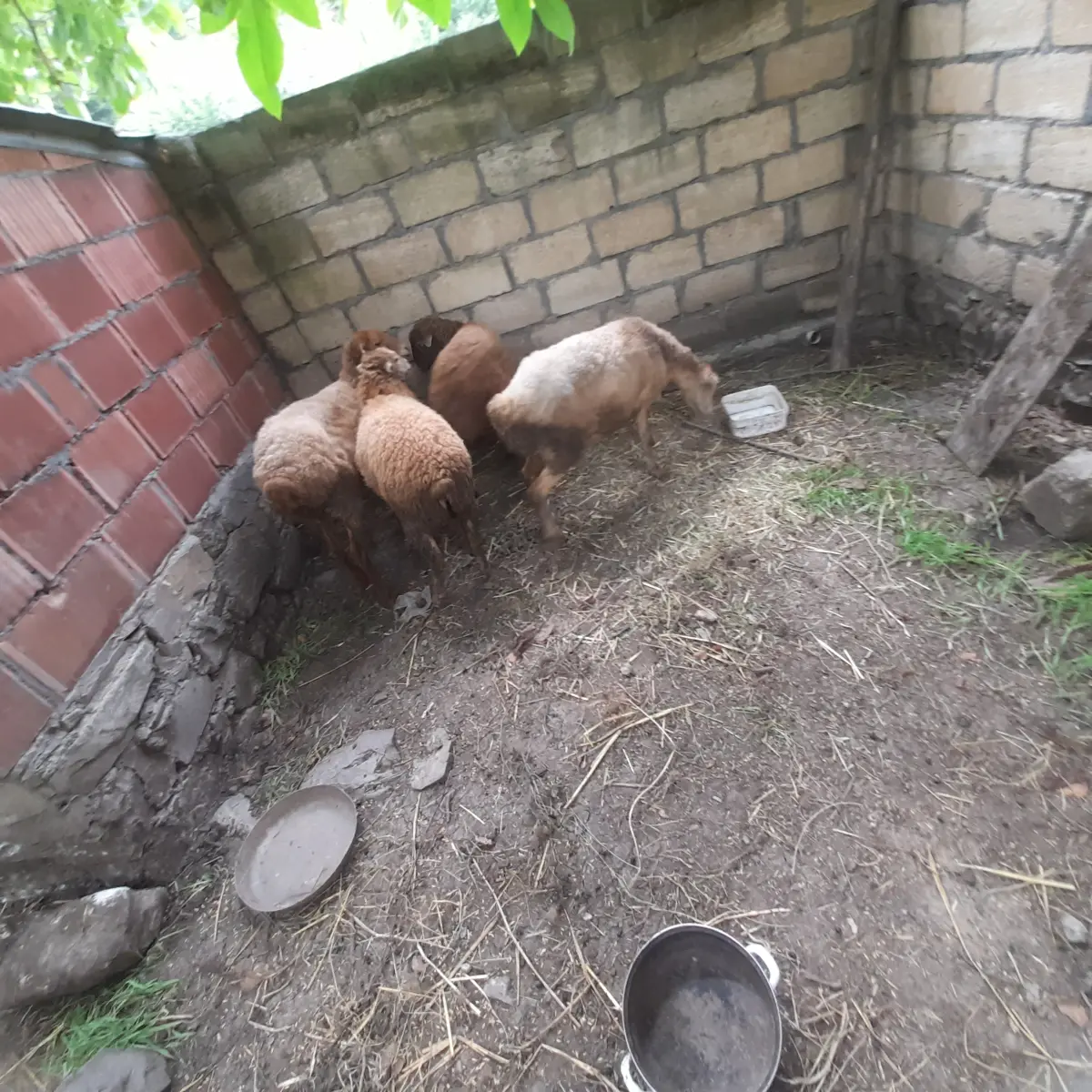 Qoyun — Heyvanlar, Quşlar, Balıqlar, Şəki