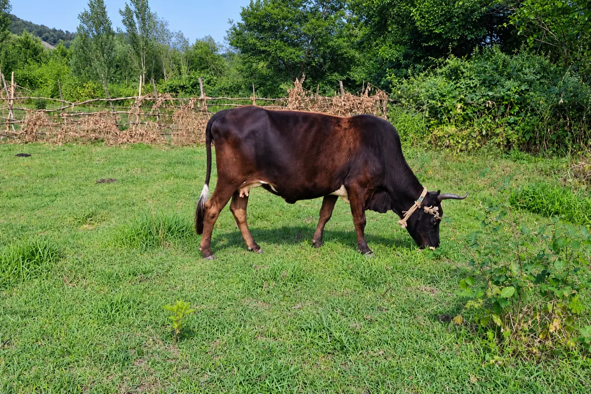 Balalı inək — Heyvanlar, Quşlar, Balıqlar, Lənkəran