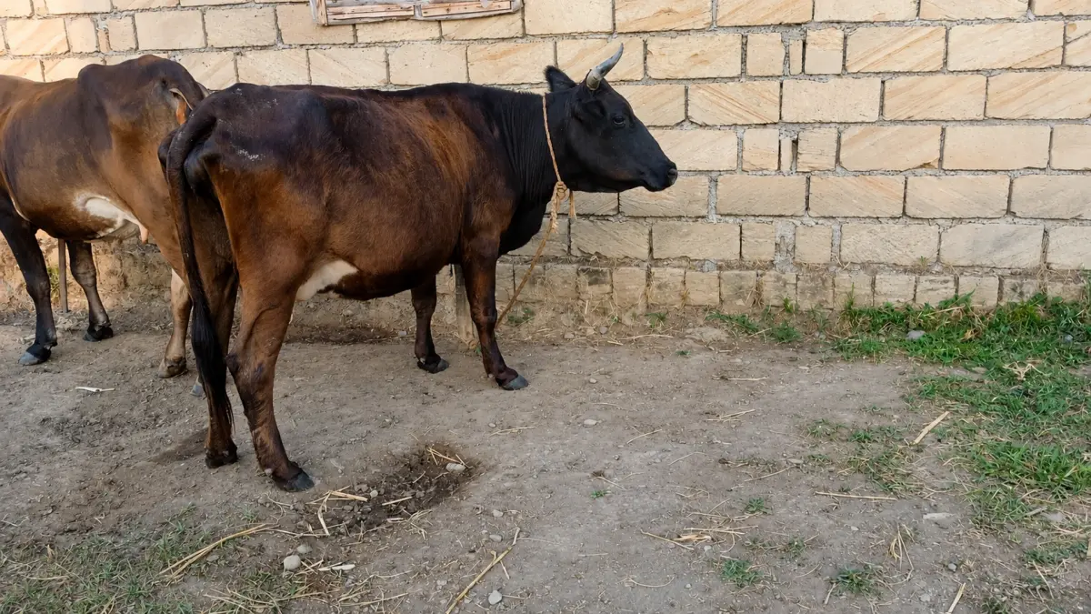 Balalı inək — Heyvanlar, Quşlar, Balıqlar, Lənkəran