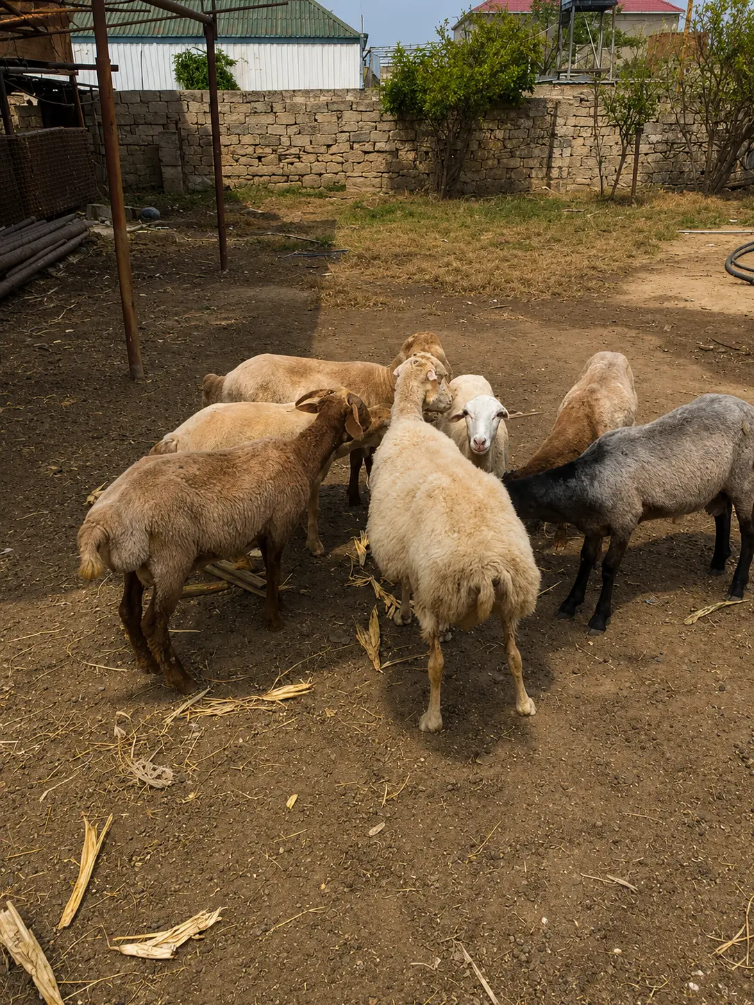 Quzular — Heyvanlar, Quşlar, Balıqlar, Bakı