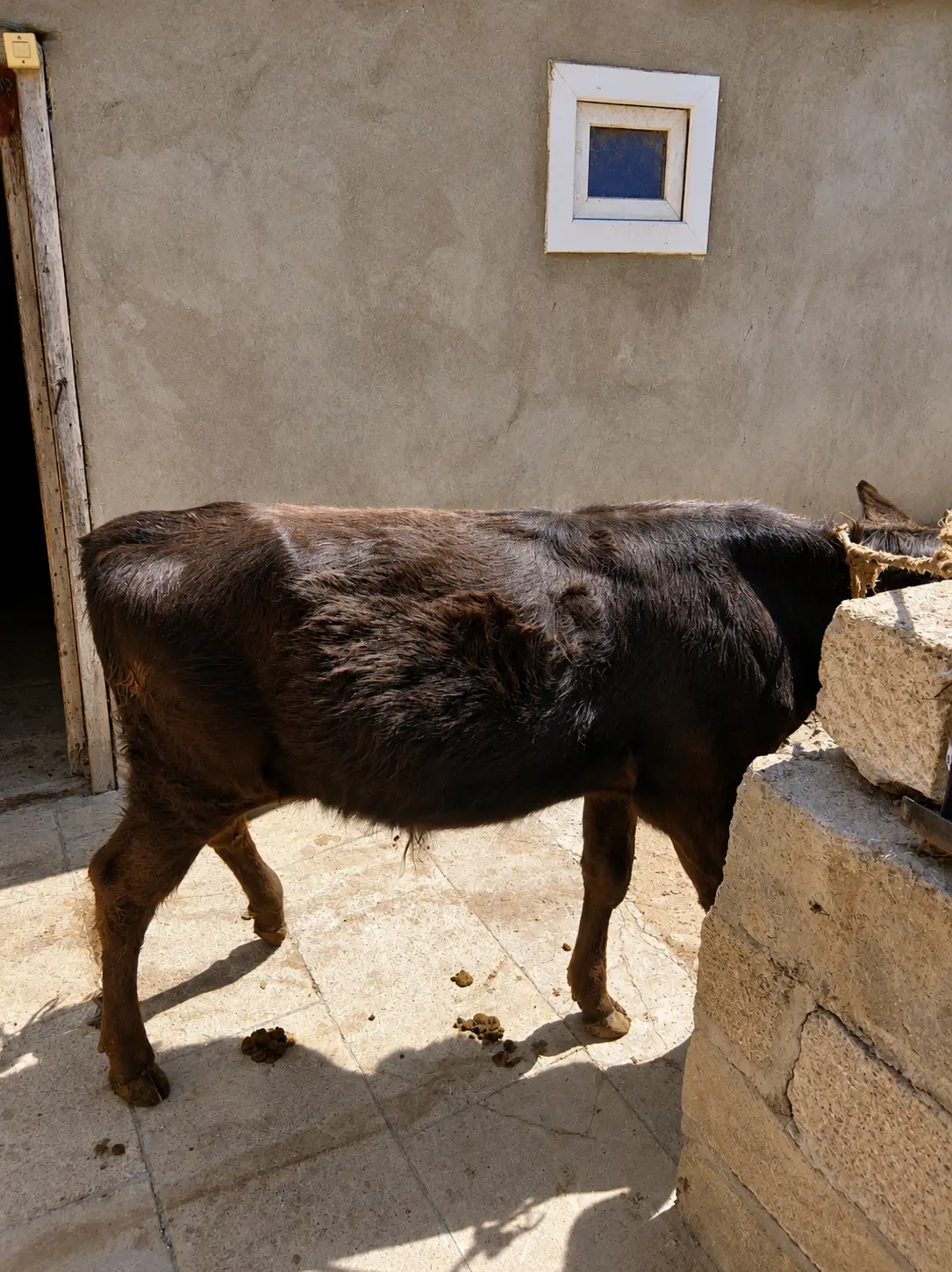 Buzov — Heyvanlar, Quşlar, Balıqlar, Şamaxı
