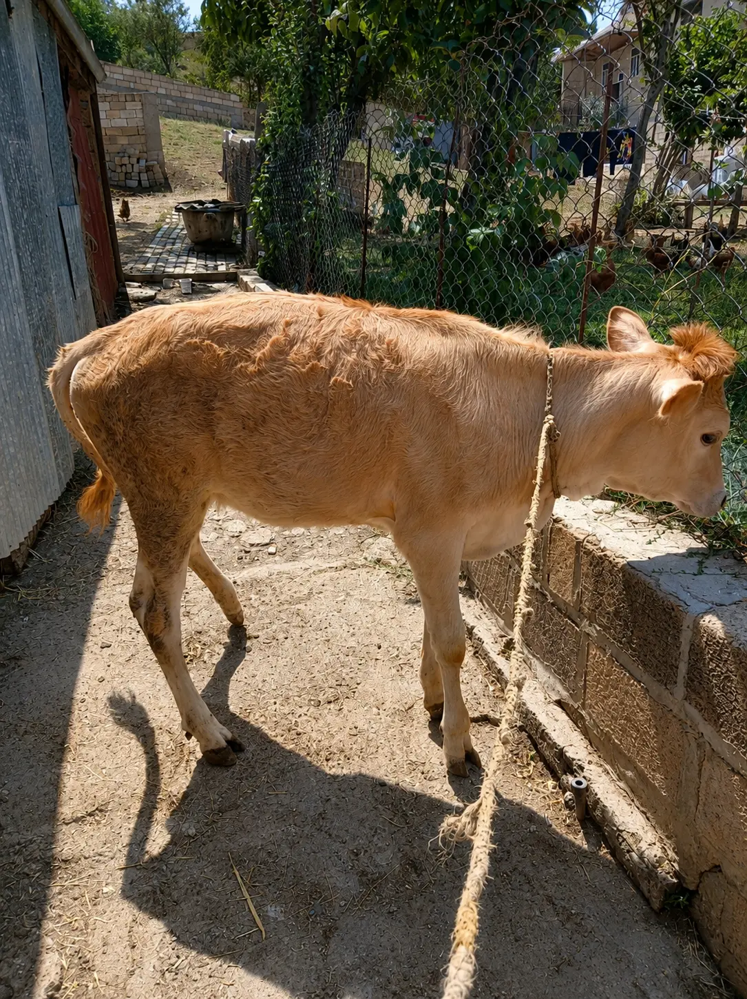 Buzov — Heyvanlar, Quşlar, Balıqlar, Şamaxı