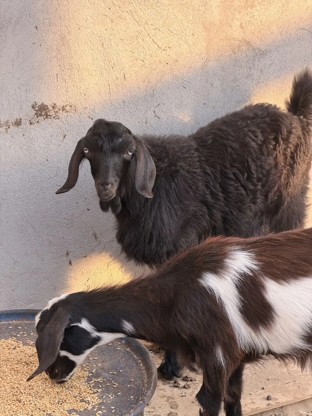Çəpiş — Heyvanlar, Quşlar, Balıqlar, Bakı