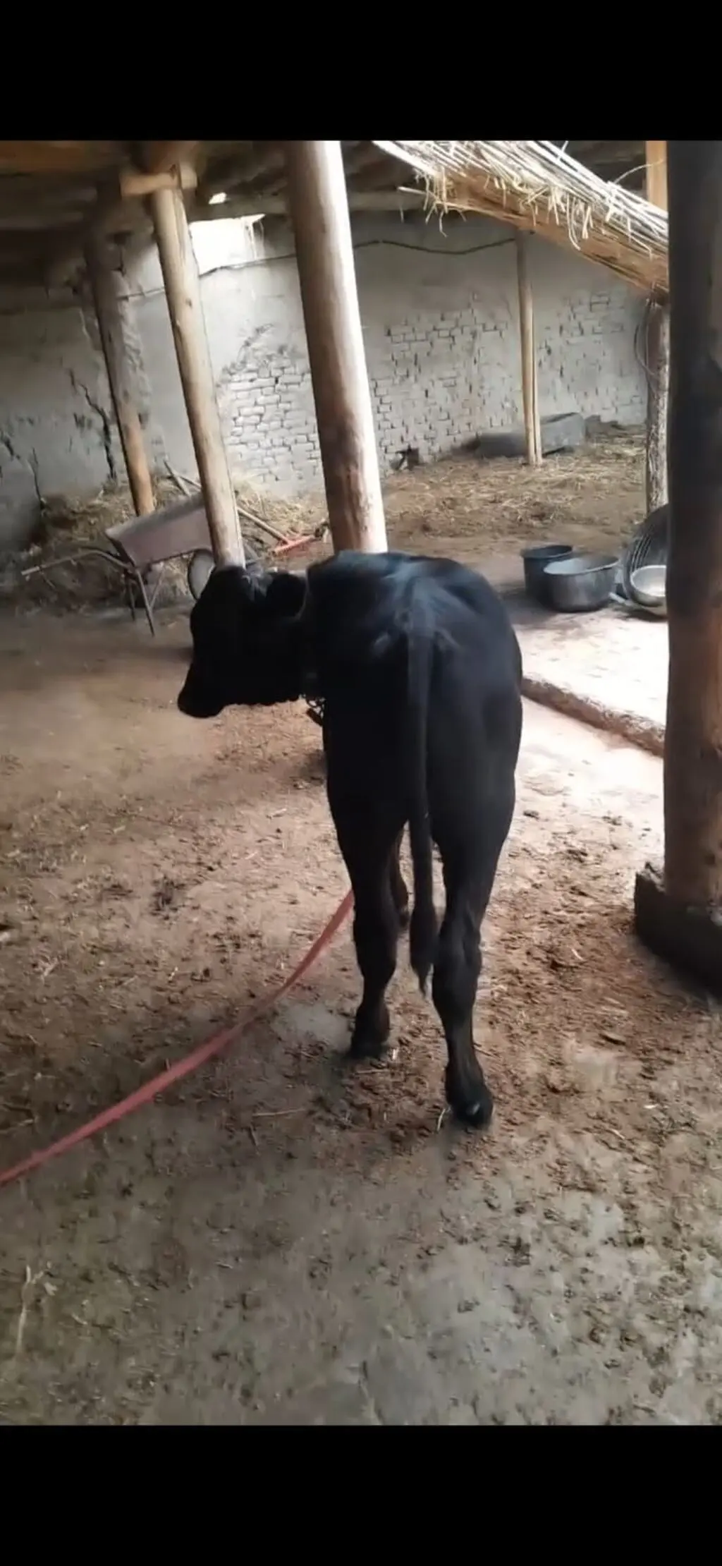 Buzov — Heyvanlar, Quşlar, Balıqlar, İsmayıllı
