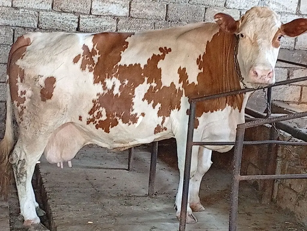 İnək — Heyvanlar, Quşlar, Balıqlar, Bakı