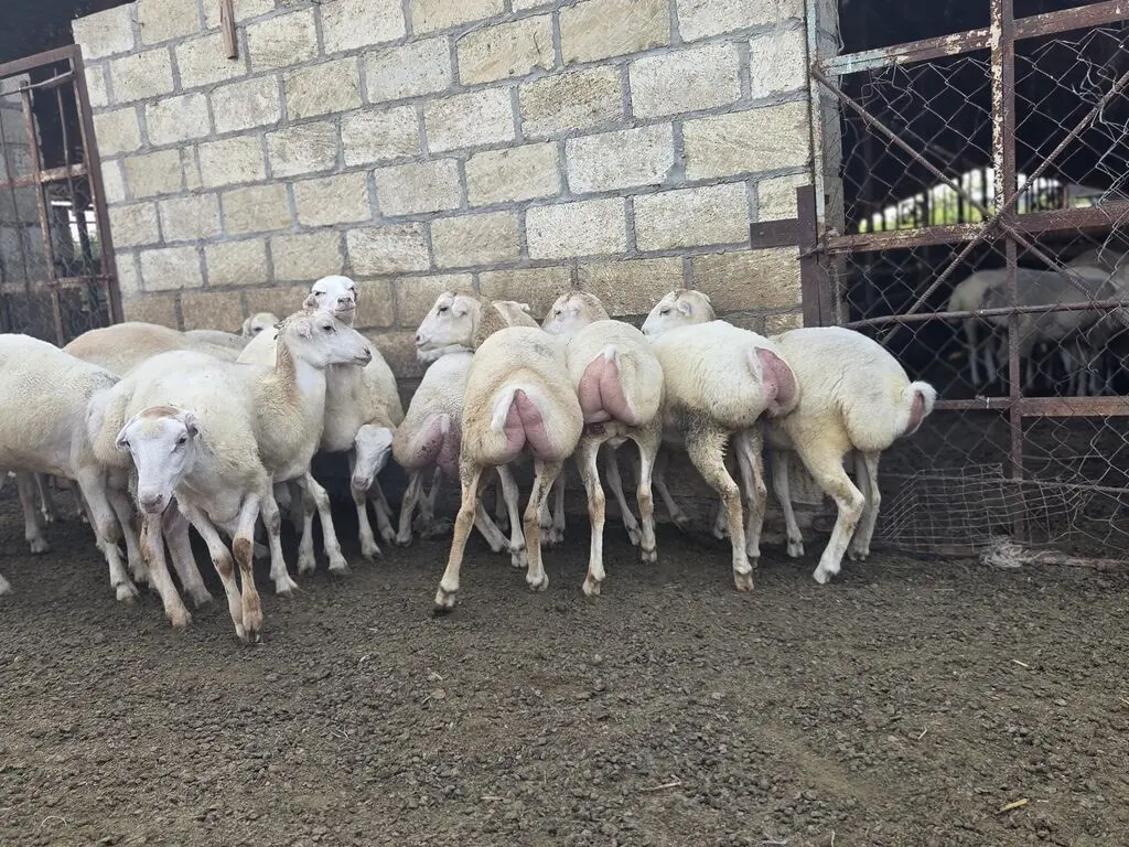 Toğlu — Heyvanlar, Quşlar, Balıqlar, Beyləqan