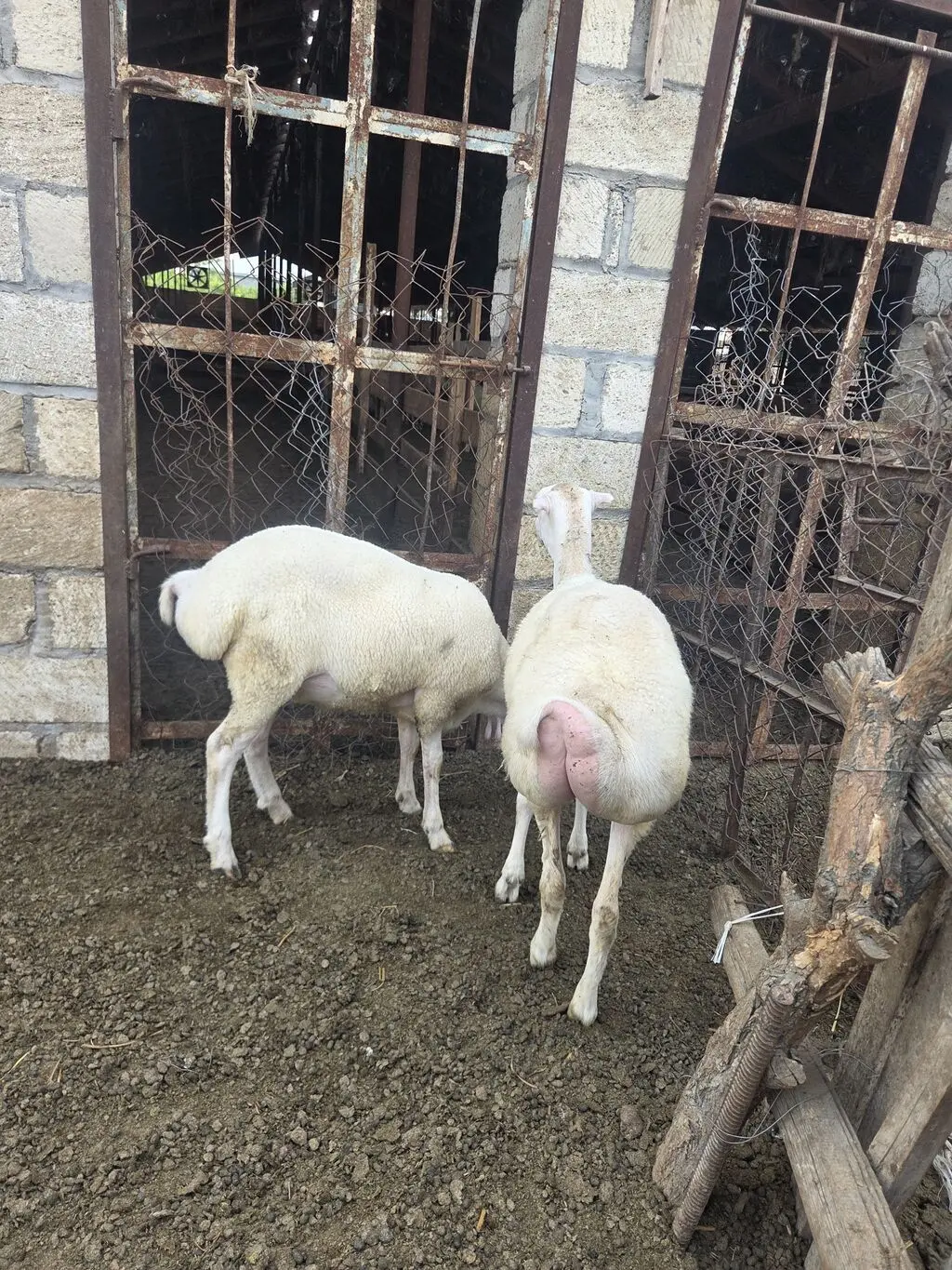 Toğlu — Heyvanlar, Quşlar, Balıqlar, Beyləqan
