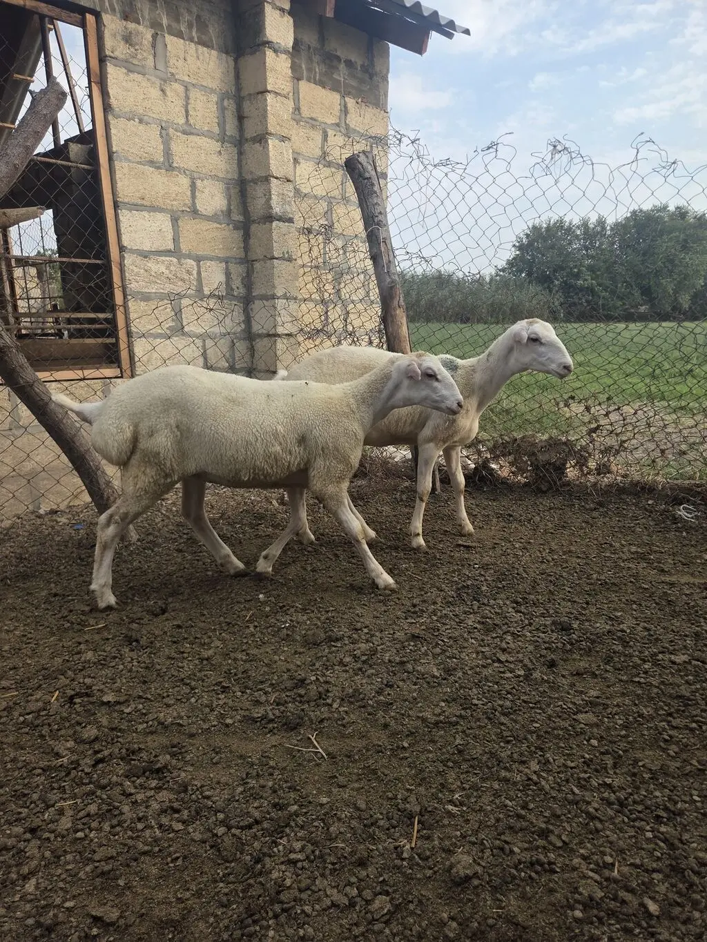 Toğlu — Heyvanlar, Quşlar, Balıqlar, Beyləqan