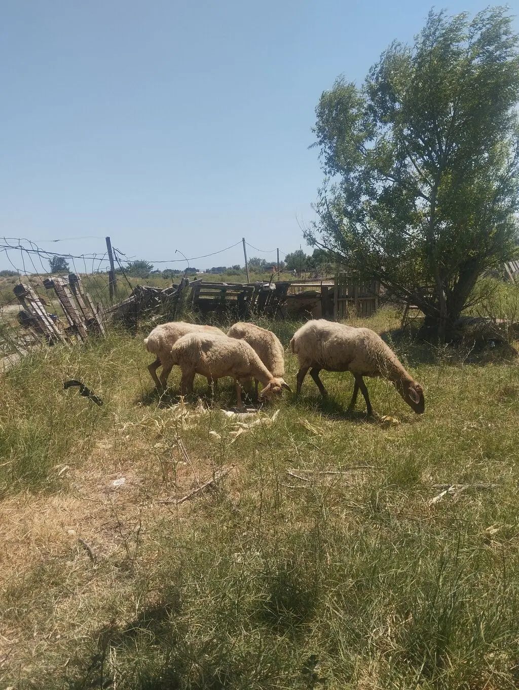 Qoyunlar — Heyvanlar, Quşlar, Balıqlar, Sumqayıt