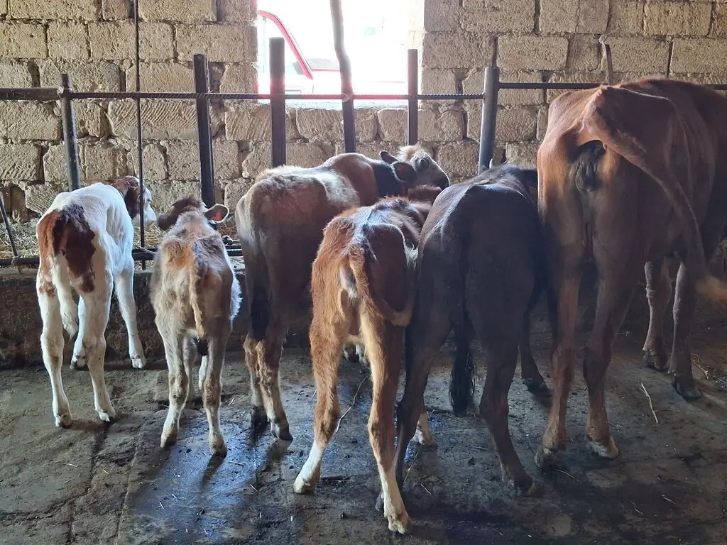 Buzov — Heyvanlar, Quşlar, Balıqlar, Xırdalan