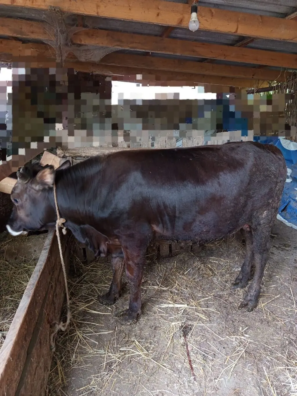 Cöngə — Heyvanlar, Quşlar, Balıqlar, Beyləqan