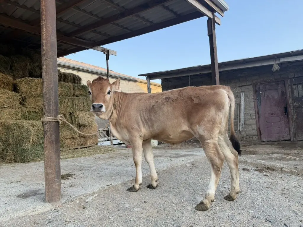 Dana — Heyvanlar, Quşlar, Balıqlar, Bakı