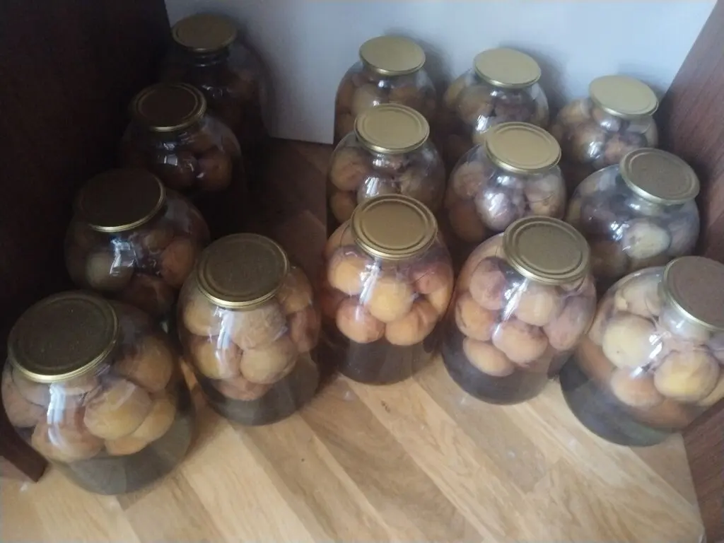 Kompot — Gübrələr, Pestisidlər və Dərmanlar, Bakı