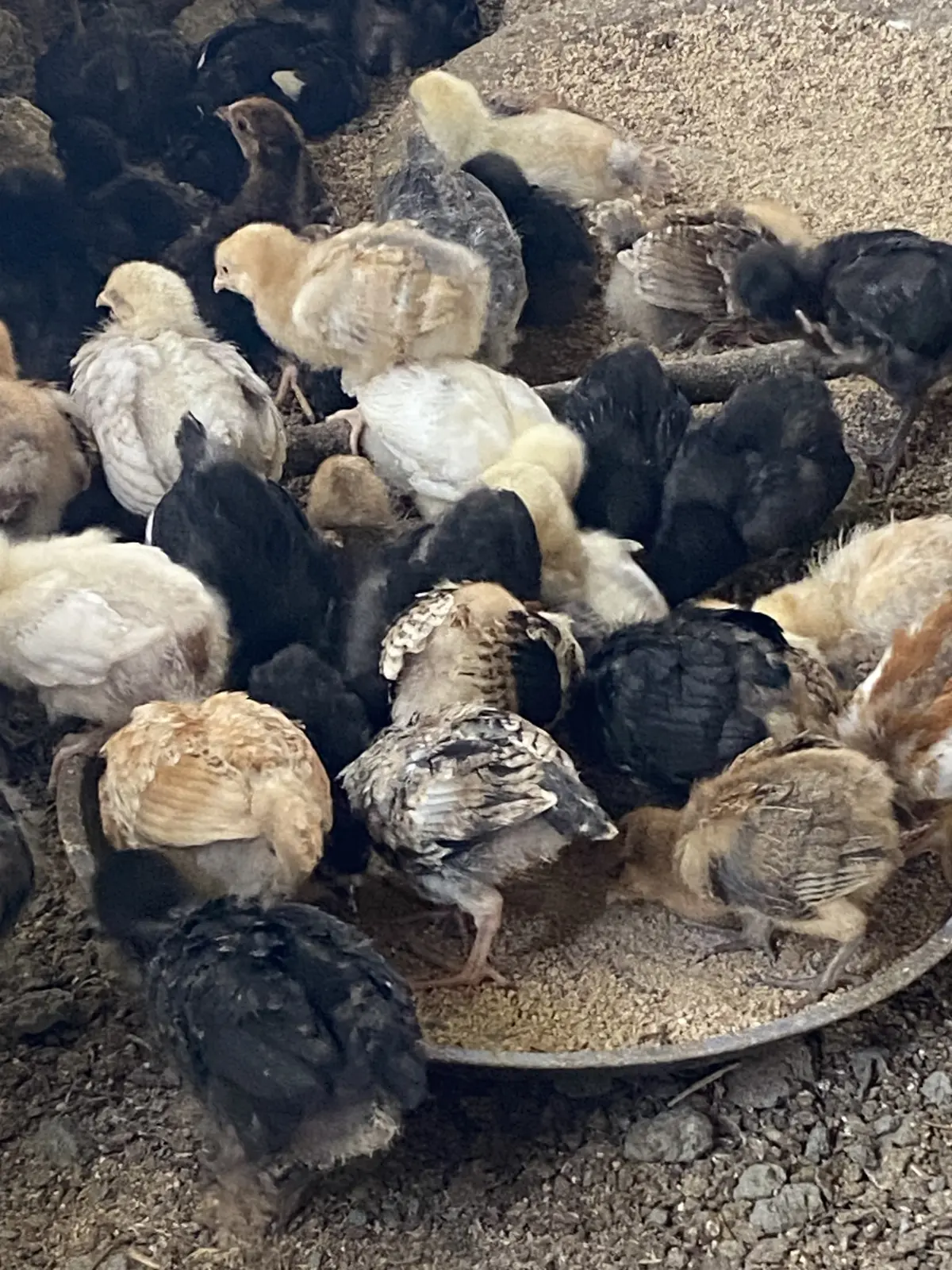 Cücə — Heyvanlar, Quşlar, Balıqlar, Göyçay