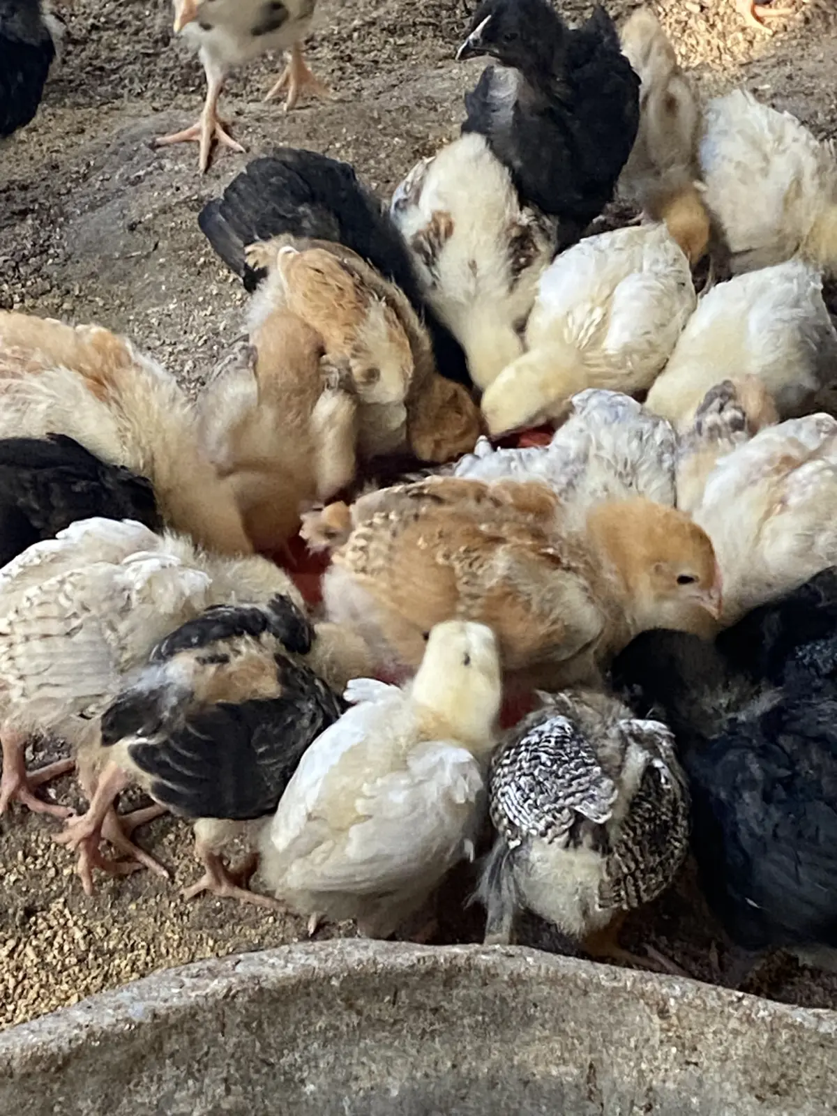 Cücə — Heyvanlar, Quşlar, Balıqlar, Göyçay