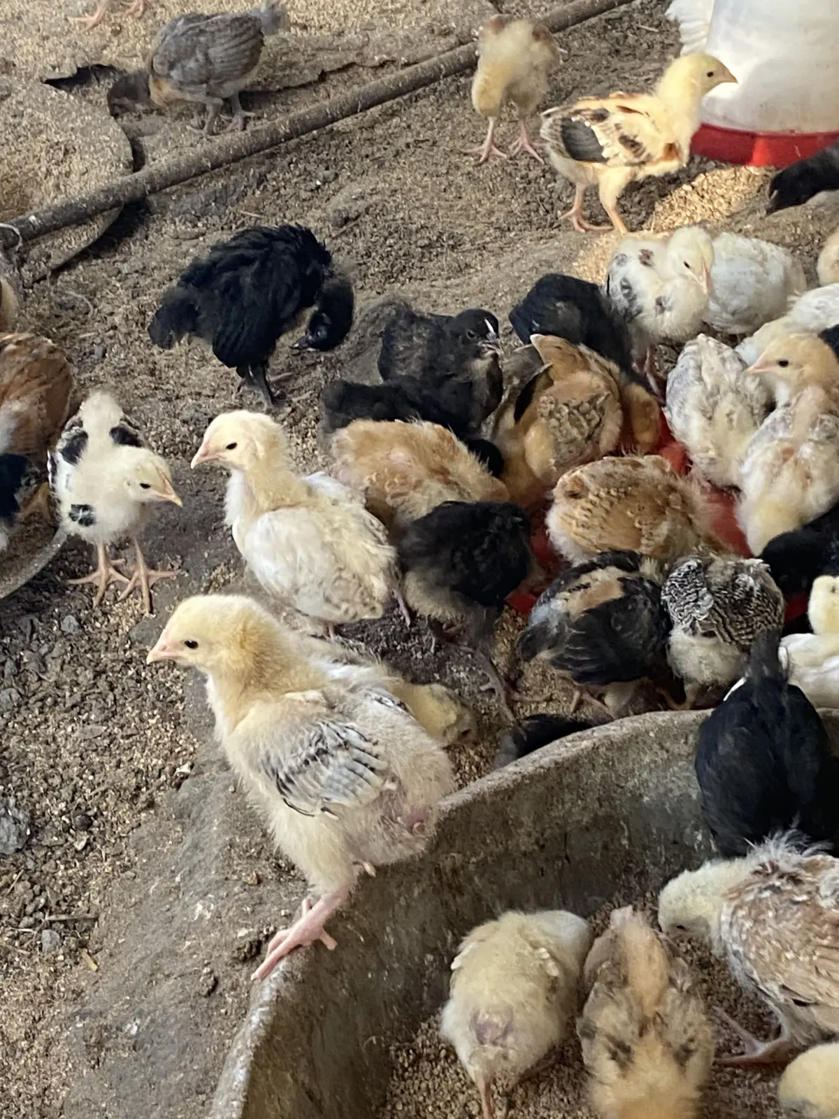 Cücə — Heyvanlar, Quşlar, Balıqlar, Göyçay
