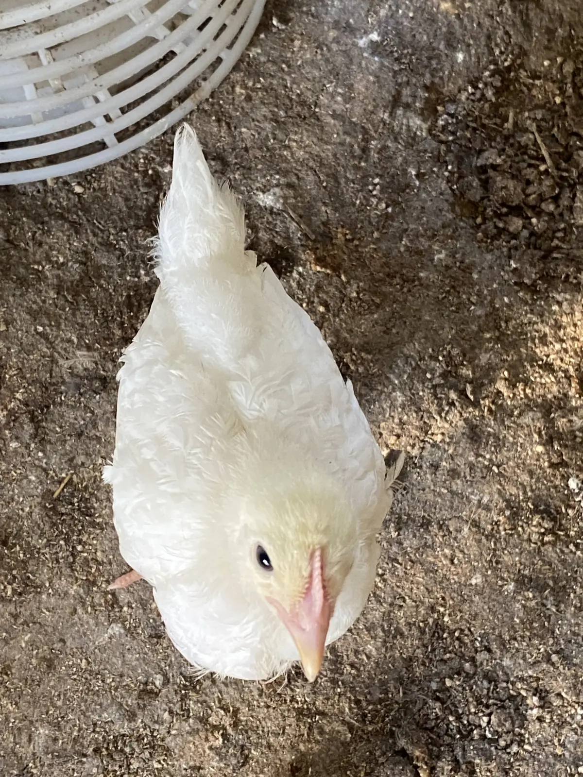 Cücə — Heyvanlar, Quşlar, Balıqlar, Göyçay