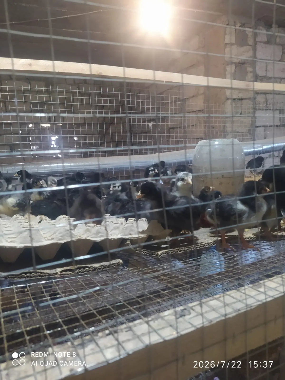 Cücə — Heyvanlar, Quşlar, Balıqlar, Bakı