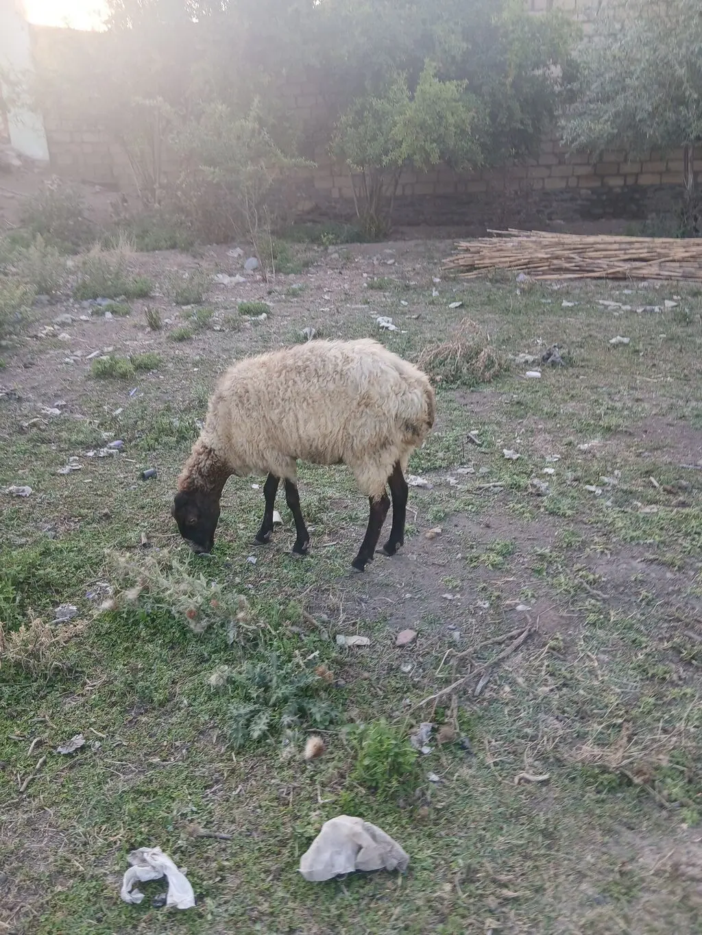 Balalı qoyun — Heyvanlar, Quşlar, Balıqlar, Samux