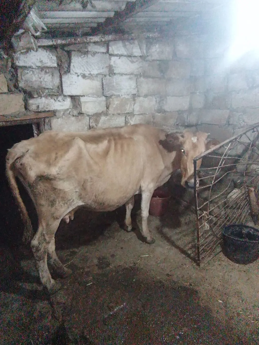 Balalı inək — Heyvanlar, Quşlar, Balıqlar, Xırdalan
