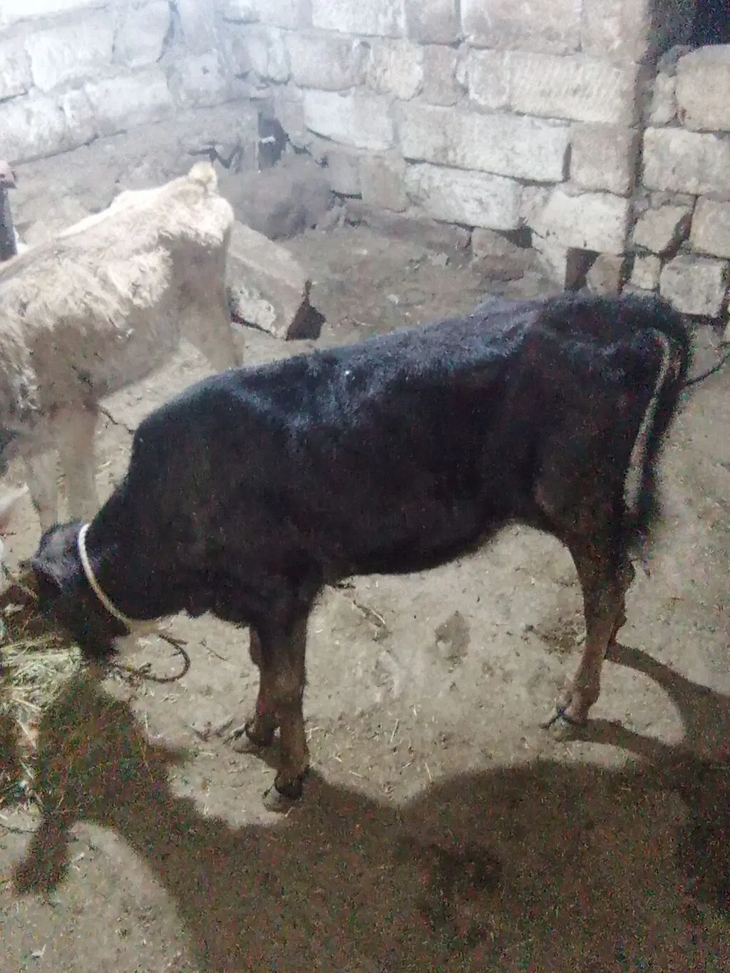 Balalı inək — Heyvanlar, Quşlar, Balıqlar, Xırdalan