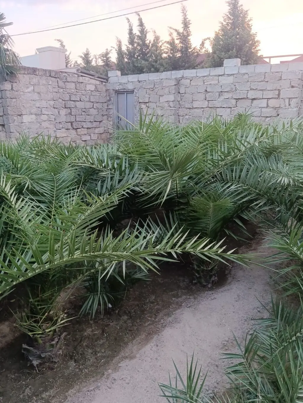 Palma tingi — Dənlilər, Otlar Yemlər,  Bitkilər, Bakı