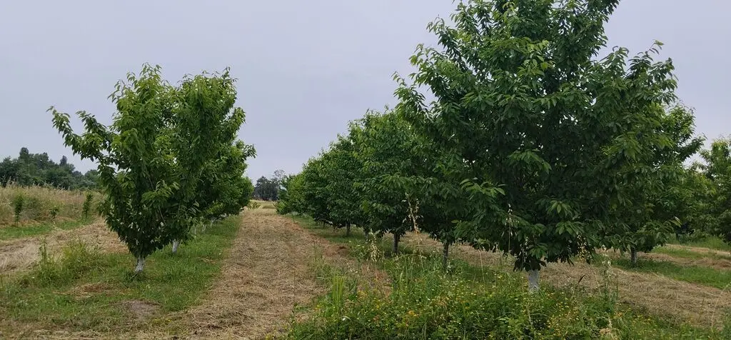 MEYVƏ BAĞI — Kənd Təsərrüfatı Əmlakı, Quba