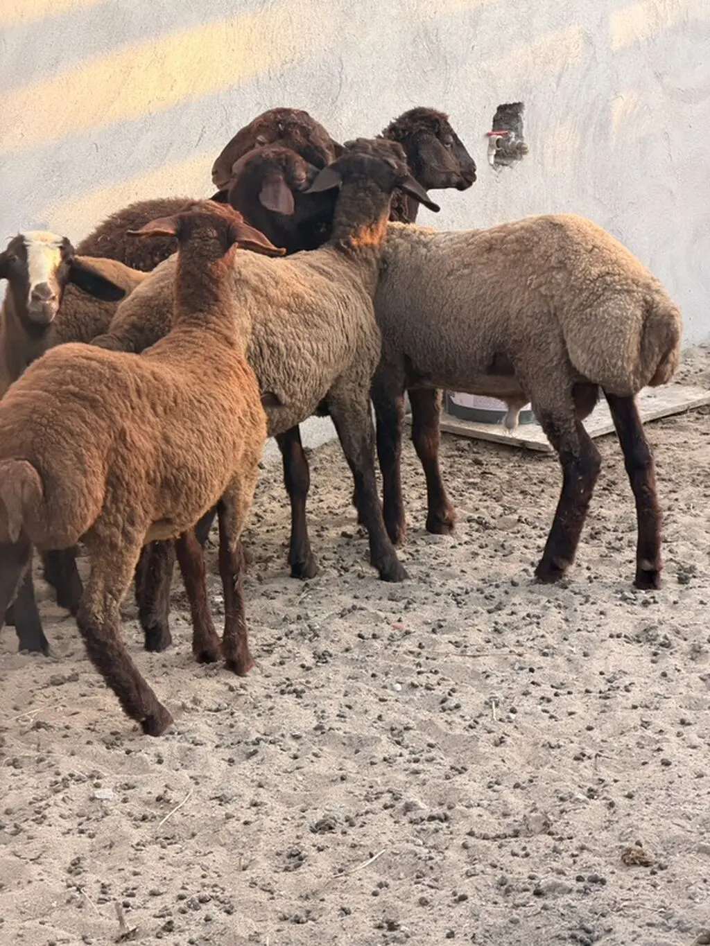 Qoyunlar — Heyvanlar, Quşlar, Balıqlar, Bakı