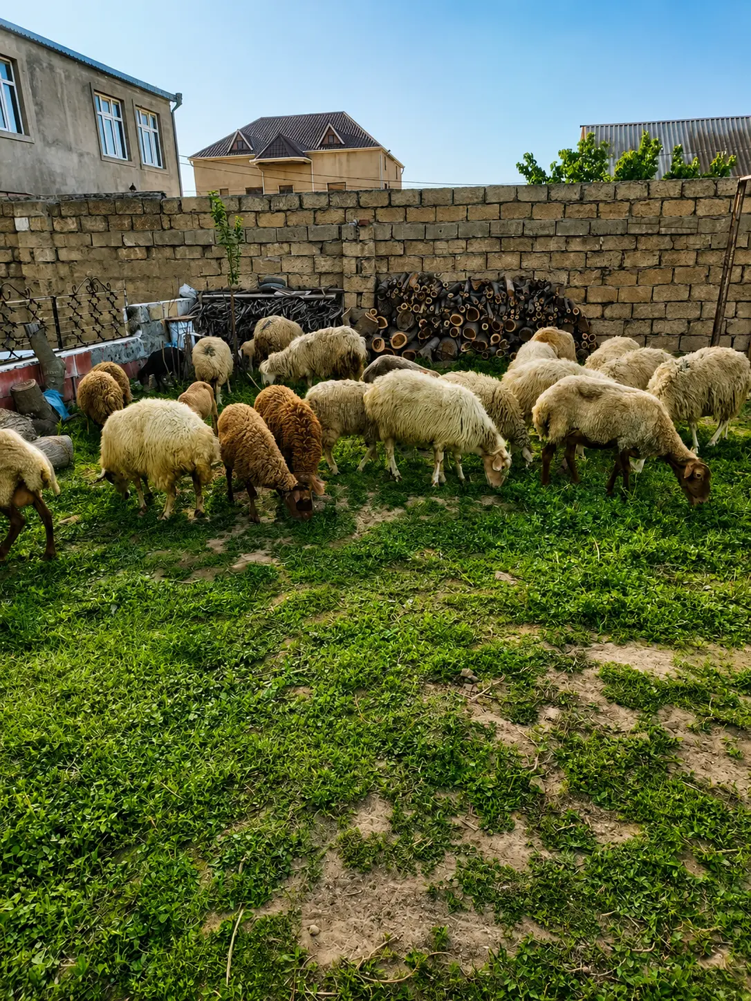 Qoyunlar — Heyvanlar, Quşlar, Balıqlar, Sumqayıt