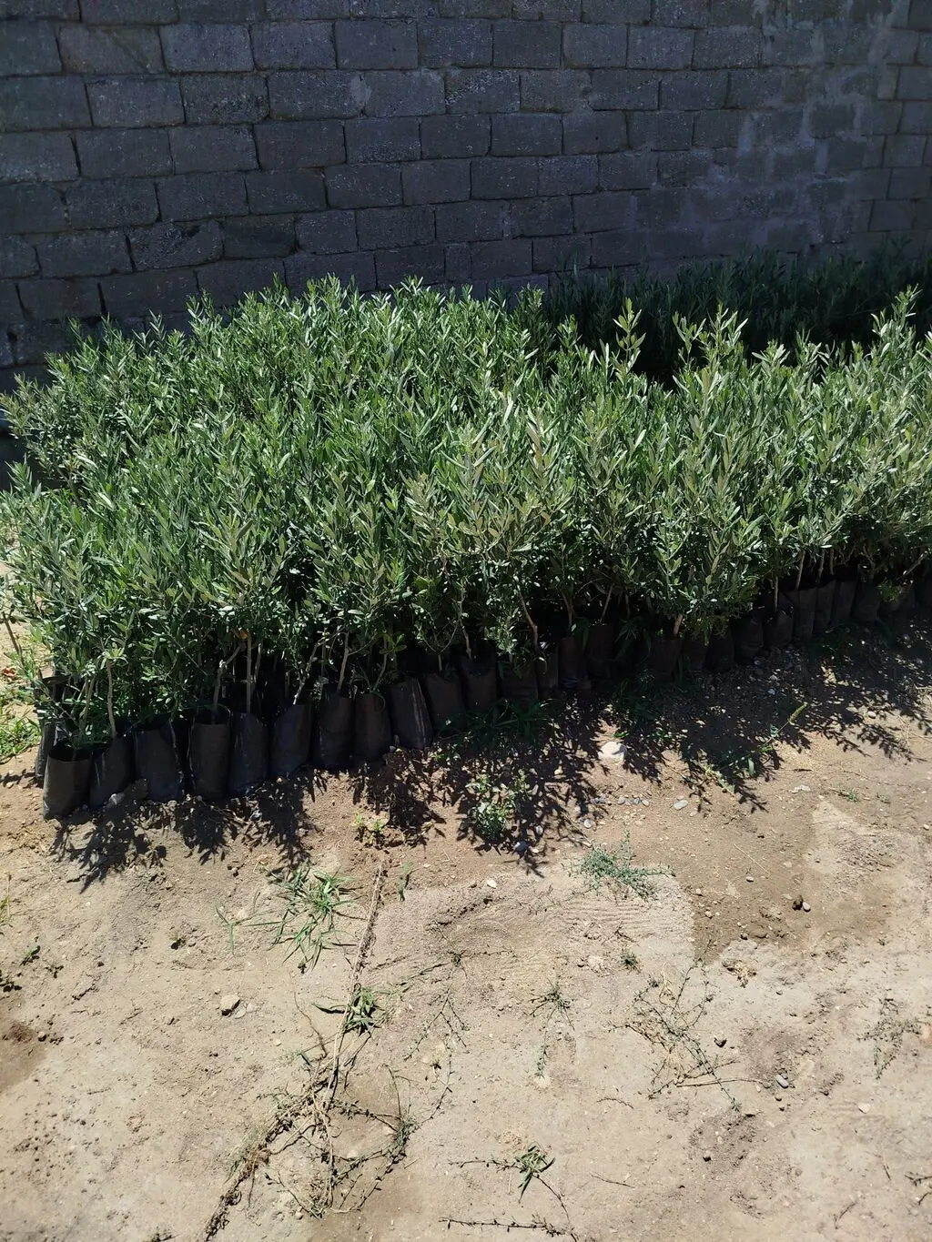 Zeytun tingi — Dənlilər, Otlar Yemlər,  Bitkilər, Bakı