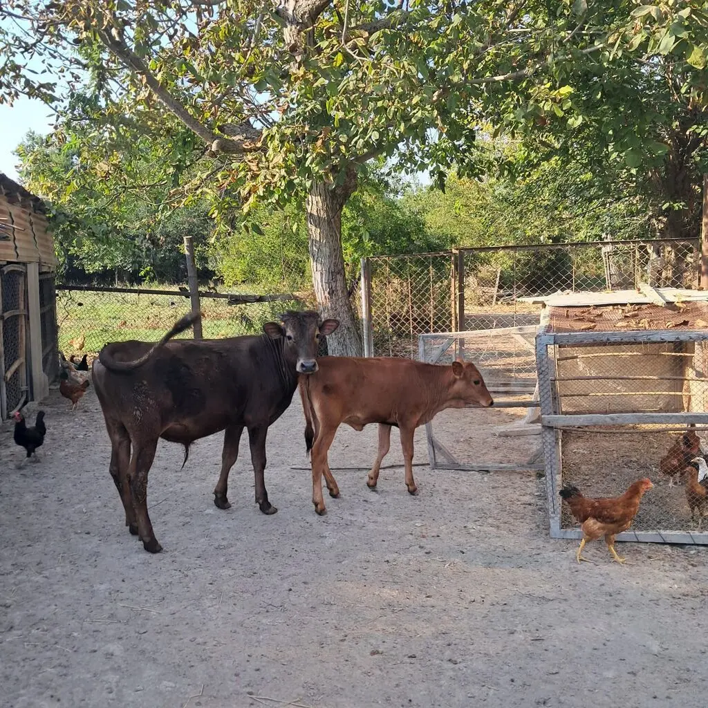 Danalar — Heyvanlar, Quşlar, Balıqlar, Şəki