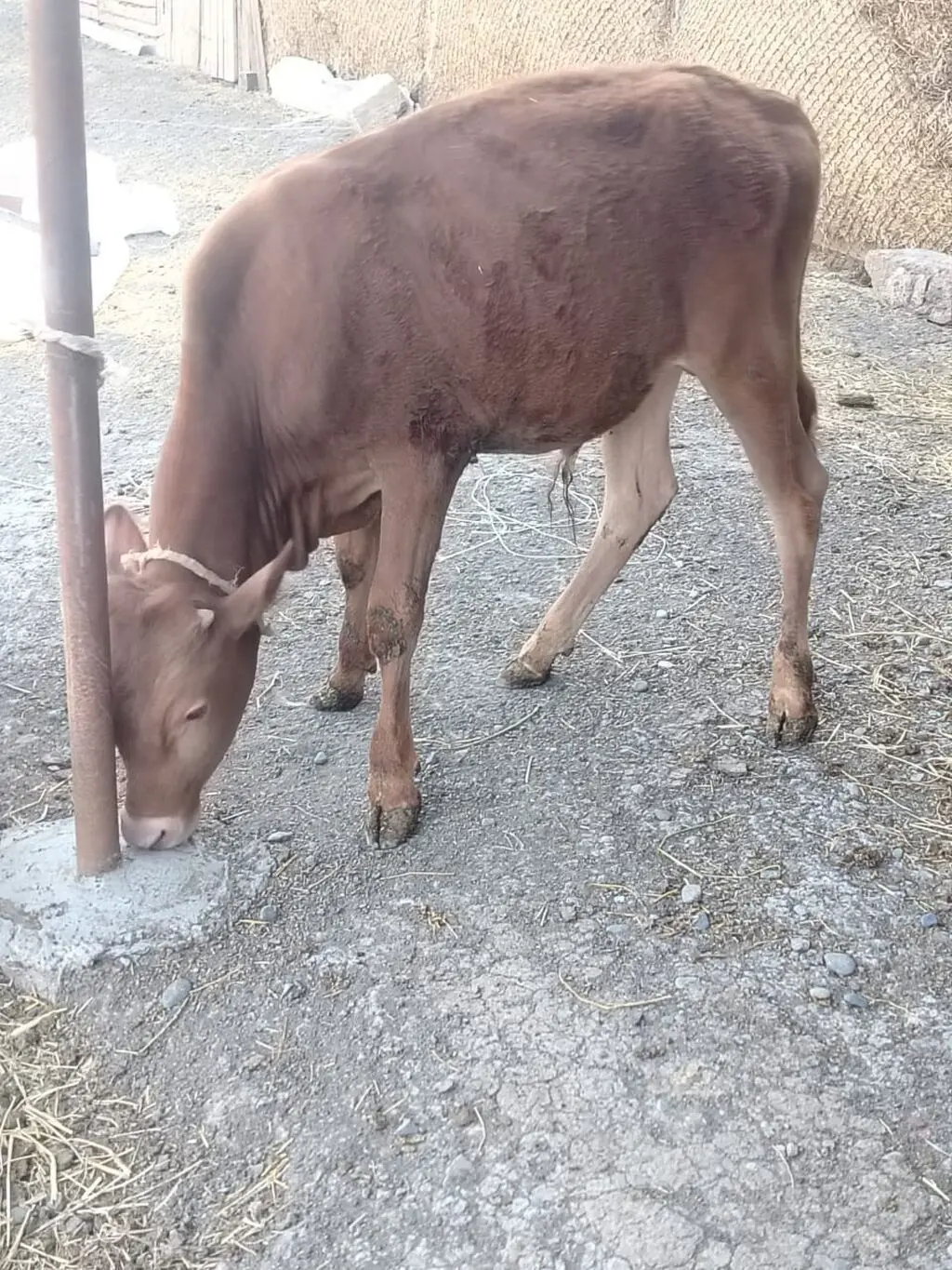 Dana — Heyvanlar, Quşlar, Balıqlar, Cəlilabad