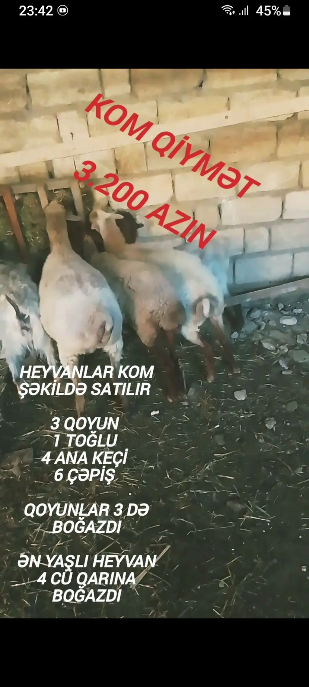 Heyvan — Heyvanlar, Quşlar, Balıqlar, Bakı