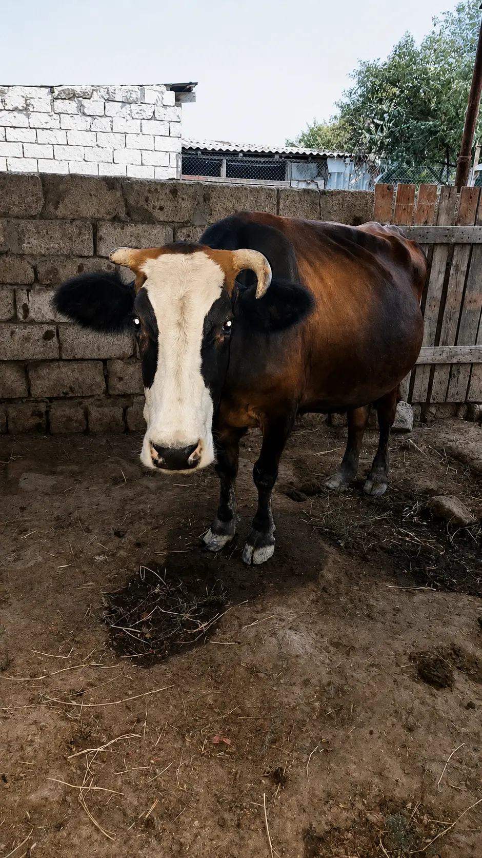 İnək — Heyvanlar, Quşlar, Balıqlar, Bakı