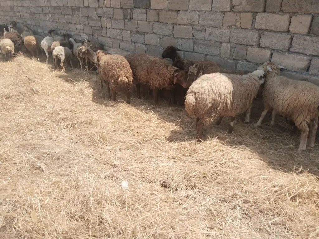 Qoyunlar — Heyvanlar, Quşlar, Balıqlar, Bakı