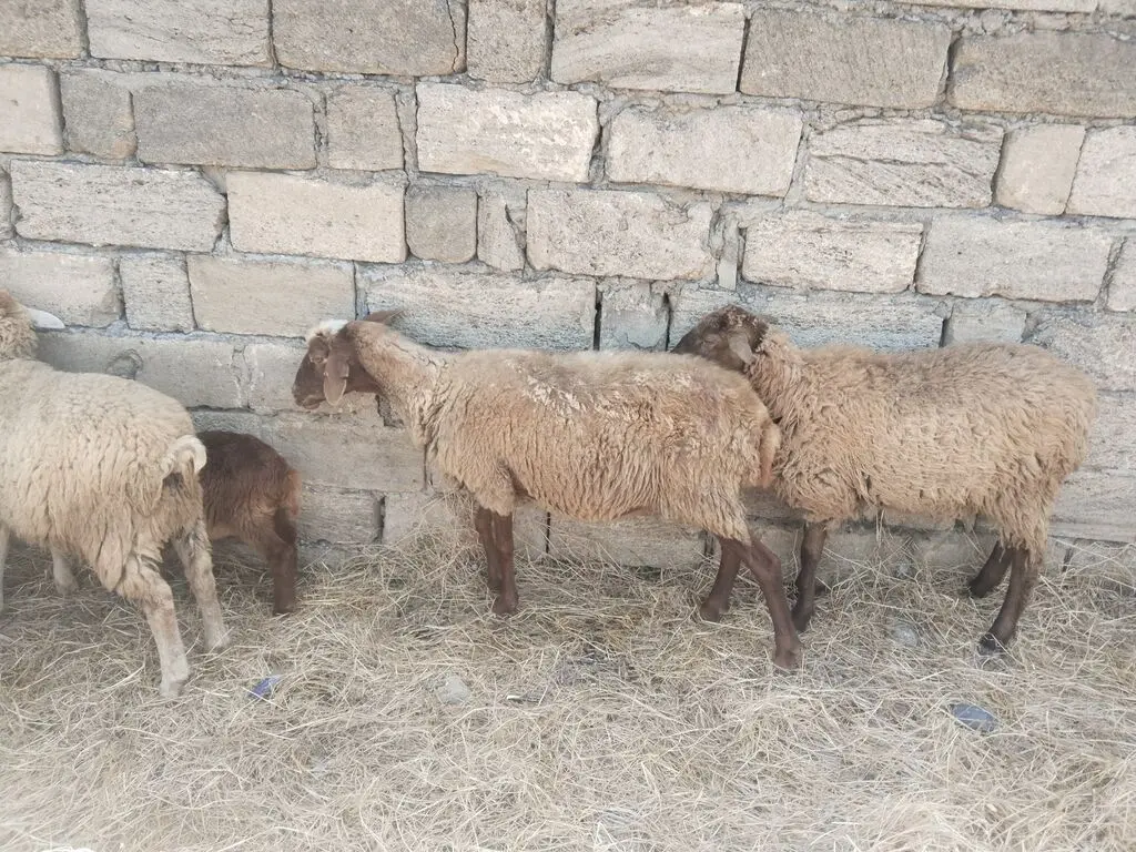 Qoyunlar — Heyvanlar, Quşlar, Balıqlar, Bakı