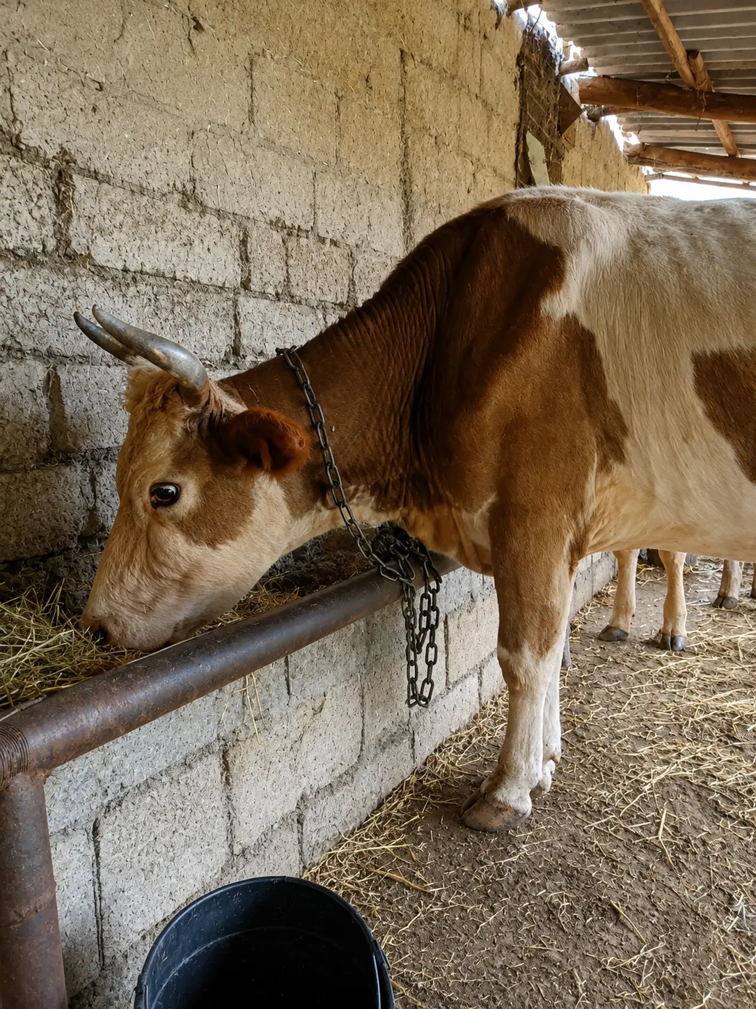 İnək — Heyvanlar, Quşlar, Balıqlar, Şabran